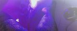 Webcam model Joie-20 from Visit-X profile picture Webcam model Joie-20 from Visit-X