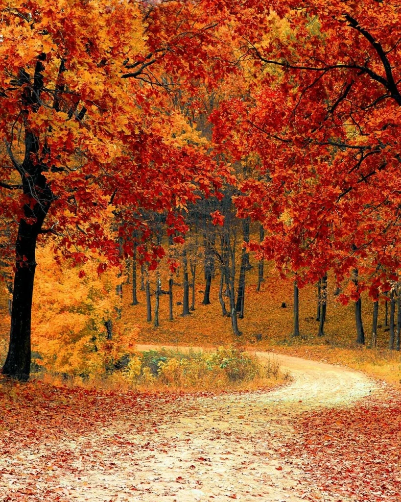 Admin:Herbst Admin:Herbst