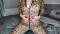 Im Leo Catsiut meine Pussy mit dem Vibrator zerstört!! Im Leo Catsiut meine Pussy mit dem Vibrator zerstört!!